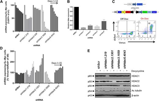 Figure 2. Systematic shRNA-mediated screen of individual Hdac isoforms uncovers sensitivity of Eµ-Myc lymphoma cells to depletion of Hdac3. Eµ-Myc lymphoma cells (no. 4242) were transduced with constitutive (pLMS) or dox-inducible (pTRMPV-Neo) retroviral vectors expressing shRNAs targeting HDACs1, 2, 3, or 6. Cells were isolated by FACS and then serially passaged (±dox) for up to 15 days. The percentage of shRNA-expressing cells (GFP+, pLMS; or Venus+/dsRed+, pTRMPV-Neo) were assessed by flow cytometry (days 1, 3, 5, 7, 9, 11, 13) and data were normalized to day 1, as depicted. (A) Constitutive depletion of individual Hdacs in Eµ-Myc cells in vitro (n = 2 biological replicates). Data are presented as mean ± SEM. (B) qRT-PCR was used to determine the efficiency of Hdac depletion in Eµ-Myc cells (day 3). Results were normalized to L32, whereas relative mRNA level in control cells (shScr) was set to 1 (n = 3-4 biological replicates). Data are presented as mean ± SEM. (C) Schematic representation of the dox-inducible vector system (pTRMPV-Neo). Representative dot plots demonstrating: (i) nontransduced (Venus−) cells; (ii) transduced (Venus+) cells; and (iii) shScr-expressing (Venus+/dsRed+) Eµ-Myc cells from at least 3 independent experiments. (D) Dox-inducible depletion of individual Hdacs in Eµ-Myc tumor cells in vitro (no. 4242; n = 2 independent experiments; days 1, 3, 5, 7, 9, 11, 13, 15). Data are presented as mean ± SEM. (E) Western blotting was used to demonstrate the efficiency of inducible Hdac depletion in Eµ-Myc cells (day 3). Hyperacetylated tubulin (Ac tubulin) was used as a surrogate readout for Hdac6 depletion, whereas changes to its levels in non-shHdac6 samples represent background variability (for example shHdac1). A representative experiment from 3 biological replicates is shown. Molecular weights of individual proteins are to the left of each blot.