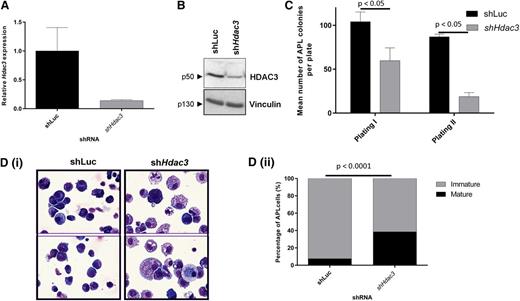 Figure 3. In vitro depletion of Hdac3 reduces growth and triggers differentiation in established APL cells. APL blasts from 129SvEv mice were transduced with constitutive pRetroSuper vectors expressing shHdac3 or control shLuc and sorted for GFP positivity, then assessed for (A) depletion of Hdac3 by qRT-PCR. Values are normalized against glyceraldehyde-3-phosphate dehydrogenase and referred to CTRL (shLuc) (n = 2 biological replicates). Data are presented as mean ± SEM. (B) Depletion of HDAC3 by western blot; Vinculin was used as a loading control. Molecular weights of individual proteins are to the left of each blot. (C) Loss of clonogenicity by serial replating assay (data are presented as mean number of colonies counted 7-10 days after seeding 1 × 104 leukemic cells ± SEM (n = 3 independent experiments). Data are presented as mean ± SEM. Statistical analysis was performed with a paired t test. (D) Differentiation by morphologic analysis of the GFP+/APL cells, harvested after plating in methylcellulose medium (first methylcellulose): (i) representative cytospins; (ii) percentage of mature and immature cells (×60 magnification, May Grünwald-Giemsa staining, Olympus BX51). The prevalence of mature and immature cells was analyzed morphologically in cytological slides and the absolute percentage of mature cells was reported. Experiments were repeated 3 times (biological triplicate). At least 300 cells were scanned for each case. Statistical analysis was performed with the Fisher exact test.