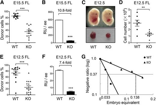 Figure 1. Impaired HSC development in the ATF4−/− FL. (A-B) Donor chimerism and RUs of E15.5 FL cells at 16 weeks after transplantation (n ≥ 11 for each genotype; 3 independent experiments; WT: ATF4+/+; KO: ATF4−/−). (C) Photographs of the embryos and FLs at E12.5. (D) Cell number per FL at E12.5 (n = 7 for each group). (E-F) Donor chimerism and RUs of E12.5 FL cells at 16 weeks after transplantation (n ≥ 14 for each group; 3 independent experiments). (G) Limiting dilution analysis of reconstitution ability in E12.5 FL. The following dose gradients were used: 0.02, 0.04, 0.08, 0.12, and 0.16 ee (n ≥ 9 for each group; 2 independent experiments). Student t test **P < .01 and ***P < .001.