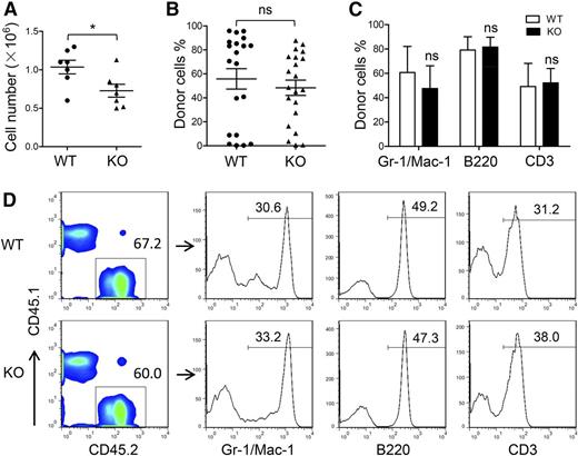 Figure 2. Uninfluenced generation of HSCs in the ATF4−/− E11.5 AGM region. (A) Cell number per AGM region at E11.5 (n = 7 for each group). (B) Donor chimerism of E11.5 AGM region at 24 weeks after transplantation from 6 independent experiments (n ≥ 20 for each group). (C) Donor-derived multilineage chimerism in the peripheral blood of recipients at 24 weeks after transplantation (n ≥ 5 for each group). (D) Composition of myeloid (Mac-1 and/or Gr-1), B lymphoid (B220), and T lymphoid (CD3) donor cells (CD45.2) in peripheral blood at 24 weeks after transplantation. Student t test *P < .05 and **P < .01. ns, not significant.