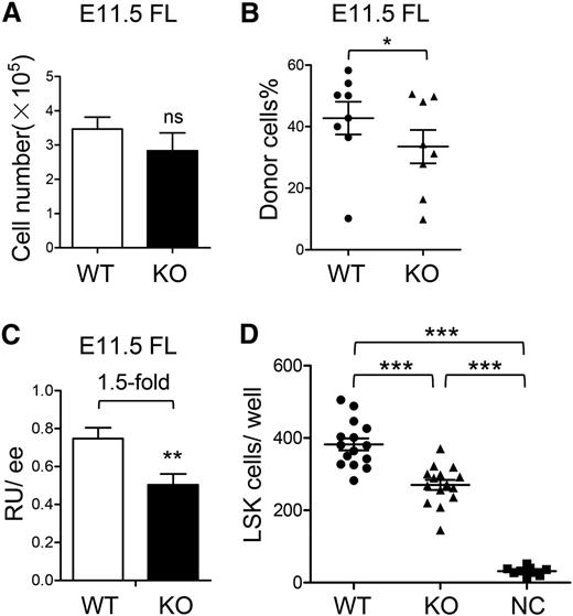 Figure 3. Moderately suppressed migration of HSCs in the absence of ATF4. (A) Cell number per FL at E11.5 (n = 4 for each group). (B-C) Donor chimerism and RU of E11.5 FL cells at 12 weeks after transplantation (n = 8 for each group). (D) Transwell assay of 104 LSK cells in the ATF4+/+ or ATF4−/− FL. Cell counts in the lower chamber are shown (n ≥ 9 for each group; 3 independent experiments). Student t test *P < .05, **P < .01, and ***P < .001.
