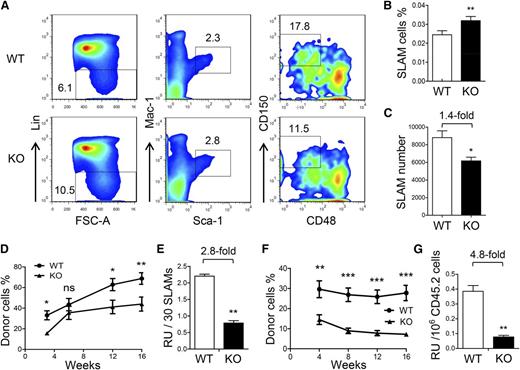 Figure 4. Decreased self-renewal ability of HSCs in the ATF4−/− FL. (A) Representative flow cytometric analysis of HSCs in the FL at E14.5. FSC-A, forward-scattering angle. (B-C) Frequency and number of SLAM cells in the FL at E14.5 (n = 4 for each genotype). (D-E) Donor chimerism and RU of 30 SLAM cells at different time points after transplantation (n = 12 for each group). (F) Donor chimerism of secondary transplantation using 1 × 106 donor-derived BMNCs (CD45.2) and 1 × 105 competitor BMNCs (CD45.1). (G) Number of RUs in 1 × 106 primary donor cells at 16 weeks after secondary transplantation (n = 12). Student t test *P < .05, **P < .01, and ***P < .001.
