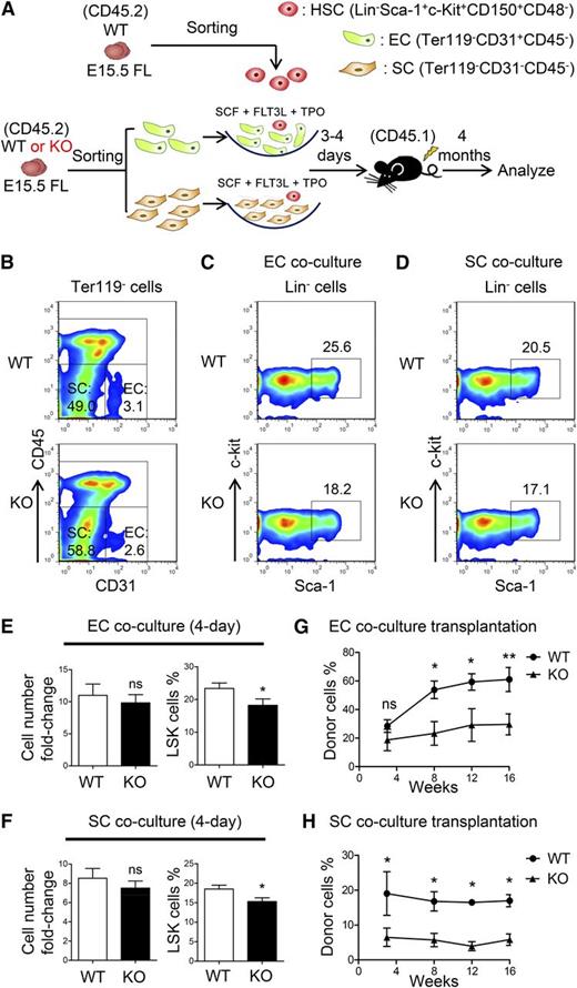 Figure 5. Decreased HSC-supporting ability of niche cells in the ATF4−/− FL. (A) Schematic illustration of the experimental designused to determine the effect of endothelial cells (ECs) or stromal cells (SCs) on WT HSCs (SLAM cells). (B) Representative flow cytometric analysis of the endothelial and stromal cells detected in the FL. (C-F) Representative flow cytometric analysis and statistical data of WT HSCs cocultured with endothelial or stromal cells for 3 to 4 days (n = 3 for each group). (G-H) Donor chimerism of the WT HSCs cocultured with endothelial or stromal cells of different genotypes for 3 to 4 days at 16 weeks after transplantation (n ≥ 7). Student t test *P < .05 and **P < .01.