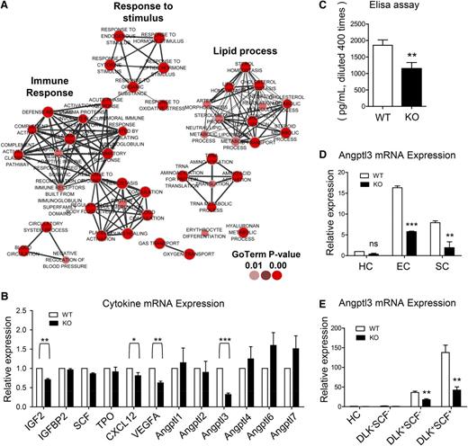 Figure 6. Drastically decreased expression of Angptl3 in the ATF4−/− FL. (A) Gene ontology (GO) terms corresponding to the downregulated genes in the stromal cells (harvested from 5 independent experiments) based on RNA-seq. (B) Expression of the genes related to HSC expansion and Angptl family genes in the E15.5 FL stromal cells from 3 independent experiments. (C) Expression of Angptl3 protein in the E15.5 FL homogenates based on enzyme-linked immunosorbent assay (ELISA) from 3 independent experiments. (D) Expression of Angptl3 mRNA in hematopoietic cells (HCs), ECs, and SCs by real-time PCR from 3 independent experiments. (E) Expression of Angptl3 mRNA in HCs, DLK–SCF– cells, DLK+SCF– cells, and DLK+SCF+ cells (hepatoblasts) by real-time PCR from 3 independent experiments. Student t test *P < .05, **P < .01, and ***P < .001.