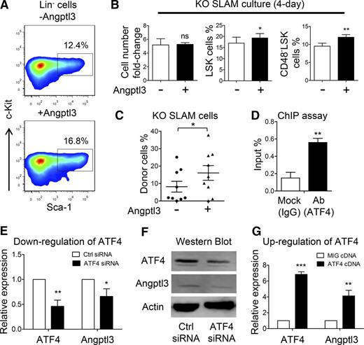 Figure 7. Restorative effect of Angptl3 on functional deficiency of HSCs from the ATF4−/− FL. (A) Representative flow cytometric analysis of LSK cells cultured in the presence or absence of Angptl3 for 4 days (3 independent experiments). (B) Fold change of cell number and percentage of LSK and CD48–LSK cells after culturing ATF4−/− HSCs with or without Angptl3 for 4 days (3 independent experiments). (C) Donor chimerism of the ATF4−/− SLAM cells cultured with or without Angptl3 for 4 days at 16 weeks after transplantation (3 independent experiments). (D) Percentage of input of the ATF4 antibody using mouse FL cells based on the chromatin immunoprecipitation (ChIP) assay. Primers were designed to amplify the Angptl3 promoter (n = 3 for each group). Expression of (E) Angptl3 mRNA or (F) protein by transfecting ATF4 siRNA into an NIH/3T3 cell line (3 independent experiments). (G) Expression of Angptl3 mRNA by transfecting ATF4 complementary DNA (cDNA) overexpression vector into an NIH/3T3 cell line (4 independent experiments). Student t test *P < .05, **P < .01, and ***P < .001. Ab, antibody; IgG, immunoglobulin G; MIG, mouse stem cell virus-internal ribosome entry site-green fluorescent protein.