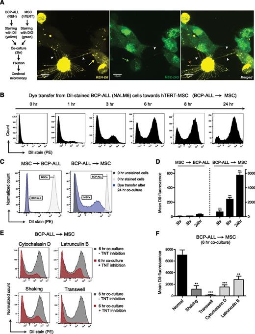 Figure 1. TNT signaling between BCP-ALL cells and MSCs. (A) Representative confocal images (Z-stack) showing TNT networks (white arrowheads) between BCP-ALL cell line REH (DiI, yellow) and hTERT-immortalized MSCs (DiO, green) after coculture for 3 hours. Bidirectional exchange of lipophilic dye via TNTs was observed (green arrow for MSC to ALL, yellow arrow for ALL to MSC). Leukemic cells also formed TNT-like structures toward the fibronectin-coated substratum (orange arrowhead). (B) Graph showing quantification of dye transfer from DiI-stained NALM6 cells toward unstained hTERT-MSCs (cultured in 4:1 ratio) in time. Figure shows representative experiment (n = 3). (C) Graph showing quantification of dye transfer after 24 hours of coculture (cultured in 1:1 ratio). Left panel, Dye transfer from DiI-stained hTERT-MSCs toward unstained NALM6 cells. Right panel, The reciprocal experiment (also performed in a 1:1 ratio). White and gray histograms represent staining intensity at the start of each experiment. (D) Quantification of dye transfer in time of experiment as exemplified in panel C, performed with 2 different BCP-ALL cell lines (REH and NALM6). Dye transfer from MSCs toward ALL was compared with dye transfer from ALL toward MSCs (n = 4; 2-tailed t test, unpaired). (E) Graph showing quantification of dye transfer from DiI-stained NALM6 cells toward unstained hTERT-MSCs with (red histograms) or without (gray histograms) TNT inhibition. Cells were cocultured in 4:1 ratio for 6 hours. Three independent TNT inhibiting conditions were used: actin inhibition by cytochalasin D or latrunculin B, physical disruption by gentle shaking, or culture in a 3.0-μm transwell system. (F) Quantification of dye transfer experiment exemplified in panel E, performed with 2 different BCP-ALL cell lines (REH and NALM6) (n = 4; 1-tailed t test, unpaired). Data are means ± SEM; **P ≤ .01, ***P ≤ .001 (see also supplemental Figures 1 and 3, and supplemental Videos 1A-B and 2).