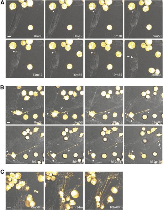 Figure 3. Dynamic nature of TNT formation between BCP-ALL cells and MSCs. (A-C) Time-lapse confocal images (3D image stacks) showing TNT formation (white arrowhead) between NALM6 cells (DiI, yellow) and primary MSCs at multiple time points. White arrow indicates transfer of dye to recipient cell. Time indicated in the right lower corner is the duration from start of the experiment. Orange Hot look-up table (LUT) and transmission overlays were used to illustrate dye transfer toward MSCs. Scale bars represent 10 µm. (A,C) Depicted images are closeups of the upper left corner of supplemental Video 3. (B) Depicted images are closeups of supplemental Video 4A. Data are representative of 3 independent experiments (see also supplemental Figure 5 and supplemental Videos 3 and 4A-B).