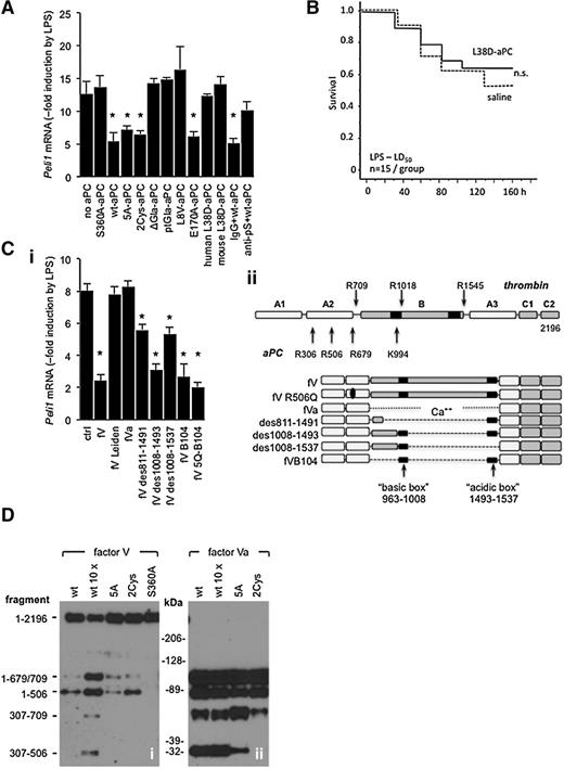 Figure 5. Inflammatory gene regulation by aPC requires procofactor V and pS. (A) RAW cells were incubated for 3 hours in normal human plasma (10% vol/vol) with 100 ng/mL of the indicated aPC variants, function-blocking anti-human pS antibody (anti-pS; 2 μg/mL), or nonimmune immunoglobulin G (IgG; 2 μg/mL), and Peli1 mRNA levels relative to LPS-treated RAW cells cultured without aPC were measured by quantitative PCR. Data are the mean ± standard deviation from 4 independent experiments. *P < .01 by Student t test relative to “no aPC” controls. (B) Survival of LPS-challenged (40 mg/kg; intraperitoneal) wild-type mice infused with mouse L38D-aPC (300 μg/kg; IV) within 30 minutes after LPS administration. (Ci) Plasma-derived fV, fVa, fV Leiden, and recombinant variants with partial B-domain deletions were tested for their ability to restore Peli1 downregulation by wild-type human aPC in RAW cells cultured with 10% human fV-depleted plasma. All variants were tested at 700 ng/mL. Data represent the average of 6 independent experiments ± standard deviation. *P < .01 by Student t test. (ii) Domain structure of intact fV with positions of cleavage sites recognized by aPC or thrombin indicated by arrows. Structures of fV-variants are shown below. (D) Signaling-selective aPC variants cleave procofactor V at R506: plasma-derived fV (i) or thrombin-activated fVa (ii) were added to a final concentration of 700 ng/mL to RAW cell culture medium supplemented with 10% (vol/vol) fV-depleted human plasma, phospholipid vesicles, and 2 U/mL of hirudin. The mixtures were incubated for 15 minutes at 22°C with 10 ng/mL of wt-aPC (wt), 100 ng of wt-aPC (wt 10 ×), or 10 ng/mL of 5A-aPC (5A), 2Cys-aPC (2Cys), or proteolytically inactive S360A-aPC (S360A). Cleavage products were resolved by sodium dodecyl sulfate–polyacrylamide gel electrophoresis under reducing conditions, and detected by western blot analysis with anti-human fV antibody AHV-5146 recognizing the 307-506 fragment of fV. Residue numbers of fV fragments are indicated on the left (fragment); molecular weight standards are shown in the center (kDa).