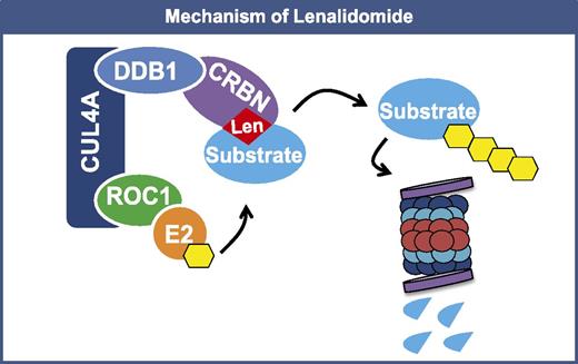Figure 2. Mechanism of lenalidomide in multiple myeloma and del(5q) MDS. Lenalidomide binds to CRBN, the substrate adaptor of the CRL4CRBN E3 ubiquitin ligase. Lenalidomide induces the recruitment of specific substrates to CRL4CRBN and their ubiquitination by this ligase. In multiple myeloma, the ubiquitination and subsequent proteasomal degradation of two B-cell transcription factors, IKZF1 and IKZF3, kills multiple myeloma cells. In del(5q) MDS, the ubiquitination and degradation of casein kinase 1A1 causes the death of del(5q) cells, because they express this protein at haploinsufficient levels. Yellow hexagons represent ubiquitin molecules.