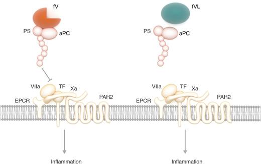 aPC with cofactor protein S (PS) and fV inhibits the EPCR-dependent activation of the inflammatory PAR2 signaling by destabilizing the ternary TF-VIIa-Xa complex. Without the R506 cleavage site, fV Leiden (FVL) loses its cofactor activity to facilitate aPC inhibition of the inflammatory signaling. Professional illustration by Somersault18:24.