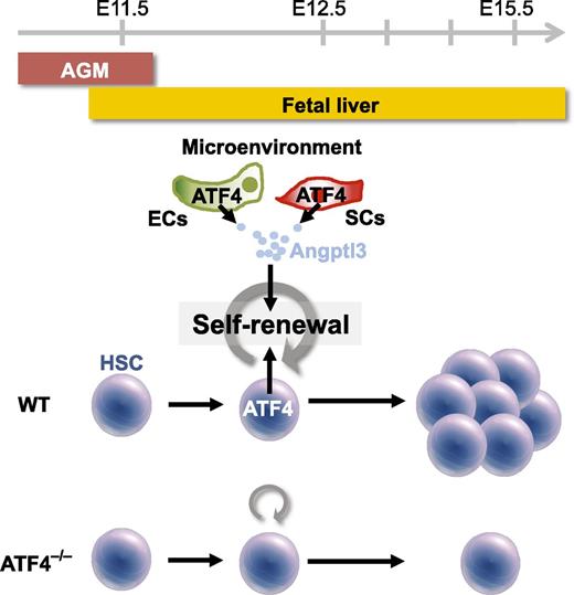 The transcription factor ATF4 is essential for HSC self-renewal in the FL. Although the emergence and migration of definitive HSCs are largely independent of the presence of ATF4, the transcription factor is required for the intrinsic and extrinsic regulation of HSC self-renewal during their massive expansion phase between embryonic day 11.5 (E11.5) and E15.5 in the FL. ATF4 activates the expression and secretion of Angptl3 in the FL microenvironment, particularly in endothelial cells (ECs) and stroma cells (SCs), which further promotes the self-renewal of HSCs. AGM, aorta-gonad-mesonephros; WT, wild-type.