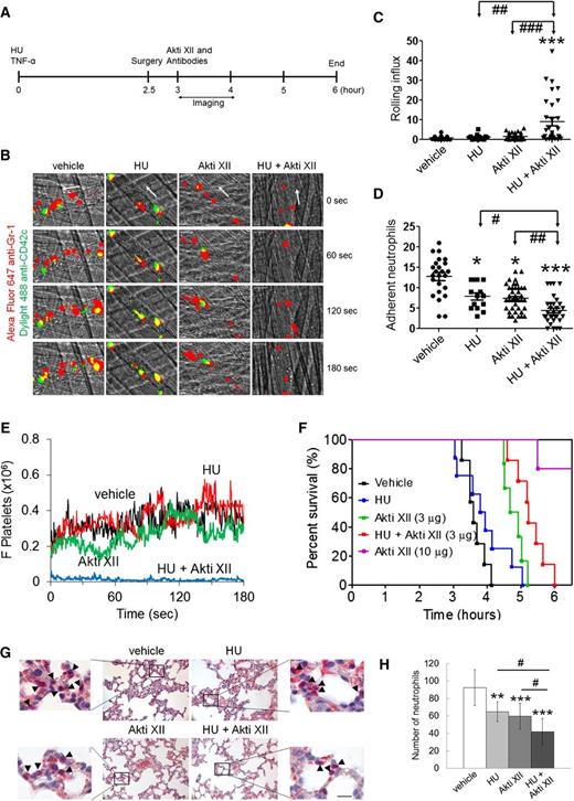 Figure 1. Coadministration of HU and Akti XII efficiently inhibits neutrophil adhesion and platelet-neutrophil aggregation in venules, improves survival, and impairs neutrophil transmigration into alveoli in TNF-α-challenged Berkeley mice. TNF-α was intraperitoneally injected into Berkeley mice to induce severe inflammatory conditions. Intravital microscopy was performed as described in supplemental Methods. Neutrophils and platelets were labeled by infusion of Alexa Fluor 647-conjugated anti-Gr-1 and Dylight 488-conjugated anti-CD42c antibodies. (A) Timeline for the treatment and surgery (jugular cannulation and cremaster muscle exposure) in Berkeley mice. White arrows show direction of blood flow. (B) Representative images of intravital captures at various time points. Time 0 was set as the image capture was initiated at each vessel. (C-D) Number of rolling and adherent neutrophils. (E) The integrated median fluorescence intensities of anti-CD42c antibodies (F platelets) were normalized to the number of adherent neutrophils and plotted as a function of time. Data were obtained from 45-57 venules in 6-8 mice per group. (F) Survival curves of Berkeley mice during or after intravital microscopy. (G-H) Representative images from histochemistry of lung sections. The number of transmigrated neutrophils (arrow heads) was quantified in the field of view (110 mm2). Data represent the mean ± standard deviation (n = 25-30 sections in 6-8 mice per group). Bar = 20 μm. The survival rate was assessed with Mantel-Cox log-rank test. *P < .05, **P < .01, and ***P < .001 vs vehicle control; analysis of variance (ANOVA) and Dunnett’s test. #P < .05, ##P < .01, and ###P < .001 between two groups; Student t test.