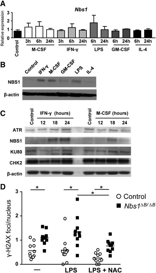 Figure 1. NBS1 is induced in macrophages after proinflammatory and M-CSF stimulation. Seven-day BMDMs were starved of growth factors for 16 to 18 hours and then incubated with different stimuli. IFN-γ (10 ng/mL) and LPS (10 ng/mL) were used as proinflammatory stimuli, IL-4 (10 ng/mL) as anti-inflammatory stimulus, and M-CSF (10 ng/mL) and GM-CSF (10 ng/mL) as growth factors. (A) Relative mRNA expression was determined at the indicated times after treatment. Each graph represents triplicate samples, and the results are shown as mean ± standard deviation (SD). (B) Protein levels of NBS1 were determined after 24 hours of stimulation. β-actin is included as a loading control. (C) Protein levels of other DNA damage response proteins were determined in macrophages upon stimulation with IFN-γ or M-CSF. β-actin is included as a loading control. (D) DNA damage was assessed by quantifying γH2AX foci. For each condition, 10 different fields with at least 14 cells each were quantified and the results are shown as number of foci per nucleus in each field. N-acetyl cysteine (NAC), a ROS scavenger, was used at 1 mM. All assays are representative of at least 3 independent experiments showing similar results. *P < .01 in relation to the controls when all the independent experiments had been compared.