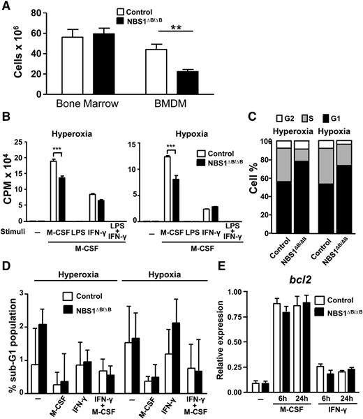 Figure 2. Reduced proliferation of macrophages from Nbs1∆B/∆B mice. (A) The number of total cells from the BM at day 0 of differentiation (BM after it was flushed from bones) and after 6 days of differentiation (in media containing M-CSF) from the indicated genotypes. (B) Macrophages were starved of growth factor for 18 hours, incubated for 1 hour with the indicated stimuli (LPS or IFN-γ), washed, and incubated for 24 hours with M-CSF (10 ng/mL) in a hyperoxic (20% O2) or hypoxic (1% O2) environment, and proliferation was quantified by incorporation of tritium. (C) Macrophages were starved of growth factor for 18 hours and incubated for 24 hours with M-CSF. Cell cycle distribution was determined by staining fixed cells with PI and assessment by flow cytometry. (D) Impaired NBS1 function does not induce cell death in macrophages treated with M-CSF or IFN-γ. Cells were treated as in (B), and viability was determined by using PI staining and flow cytometry. (E) The levels of Bcl2 mRNA expression were determined by qPCR in BMDMs treated with M-CSF or IFN-γ for the indicated times. Each experiment was performed in triplicate and the results are shown as mean ± SD. All assays are representative of at least 4 independent experiments showing similar results. **P < .01 and ***P < .001 in relation to the controls when all the independent experiments had been compared.