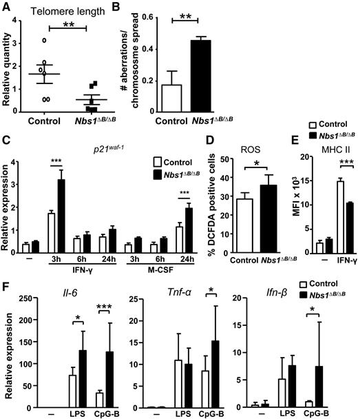 Figure 4. Increased senescence in macrophages from Nbs1∆B/∆B mice. (A) Shorter average telomere length in Nbs1∆B/∆B BMDMs. DNA from BMDMs was extracted and relative telomere length was determined by qPCR. (B) Metaphase spreads were performed as indicated in the “Materials and methods” section. Quantification of metaphase aberrations in 100 cells per mouse is shown (n = 3). (C) The expression of p21waf-1 was determined by qPCR from BMDMs stimulated with proinflammatory (IFN-γ) or proliferative (M-CSF) stimuli for the indicated times. (D) BMDMs were stimulated with M-CSF for 30 hours, and ROS levels were determined by flow cytometry using dichlorofluorescin diacetate (DCF-DA) as an indicator. (E) BMDM cells were activated with IFN- γ for 24 hours, and then the expression of MHC class II was determined by flow cytometry. (F) The macrophages from Nbs1∆B/∆B mice express higher levels of proinflammatory cytokines. BMDMs were incubated for 6 hours with the indicated stimuli, and the expression of Il-6, Ifn-β, and Tnf-α was determined by qPCR. Each point was performed in triplicate and the results are shown as mean ± SD. All assays are representative of at least 4 independent experiments showing similar results. *P < .05, **P < .01, and ***P < .001 in relation to the controls when all the independent experiments had been compared. MFI, mean fluorescent intensity.
