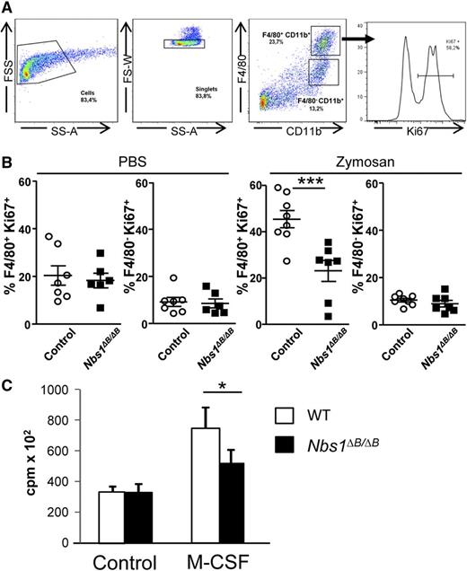 Figure 6. Reduced macrophage proliferation from Nbs1∆B/∆B mice in a model of sterile inflammation. Control and Nbs1∆B/∆B mice were injected in the peritoneal cavity with 2 × 106 zymosan particles or PBS (control). (A) Gating strategy of peritoneal cells after staining with anti-CD11b, anti-F4/80, and anti-Ki67 (cell marker for proliferation). FS-W, forward scatter–width; FSS, forward scatter signal; SS-A, side scatter–area. (B) The percentage of Ki-67+F4/80+ cells (macrophages) and Ki-67+F4/80– cells was determined for animals treated with either PBS or zymosan. For the control experiments, 7 control mice and 6 Nbs1∆B mice were used, and for the experiment with zymosan, 8 control mice and 7 Nbs1∆B/∆B mice were used. ***P < .001. (C) Proliferation of peritoneal macrophages. Macrophages were obtained by peritoneal lavage and purified by adhesion. Proliferation was determined by thymidine incorporation after 24 hours of incubation with M-CSF (n = 4). cpm, counts per minute. The results are shown as mean ± SD. *P < .01 in relation to the corresponding controls.