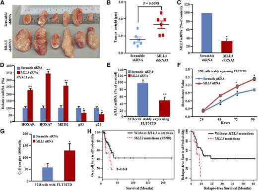 Figure 6. MLL3 acts as a recessive gene mutated in FLT3-ITD subgroup. (A) Xenografts (4 weeks) were established using MV4-11 cells stably expressing either scramble or MLL3 shRNA. Scale is in centimeters. (B) Weight of individual tumors in each group (mean ± SD; P = .0098). (C) Relative mRNA expression of MLL3 (quantitative PCR) in xenografts. Values represent mean ± SD; n = 3. *P < .05. (D) Quantitative PCR showed relative increase in mRNA levels of HOXA7, HOXA9, and MEIS, and relative decrease in the mRNA levels of p21 and p53 (growth-inhibitory genes). Data represent mean ± SD; n = 3. *P < .05; **P ≤ .01. (E,F) Knockdown of murine MLL3 in 32D cells stably expressing murine FLT3-ITD caused increased cell growth in liquid culture. Data represent mean ± SD; n = 3. *P ≤ .05; **P ≤ .01. (G) Methylcellulose colony formation assay of 32D cells (stably expressing murine FLT3-ITD) transfected with either scramble siRNA or siRNA MLL3. Data represent mean ± SD; n = 3. *P ≤ .05. (H) Survival curves of AML patients either with or without MLL3 mutations. (I) Relapse-free survival curves of AML patients either with or without MLL3 mutations.