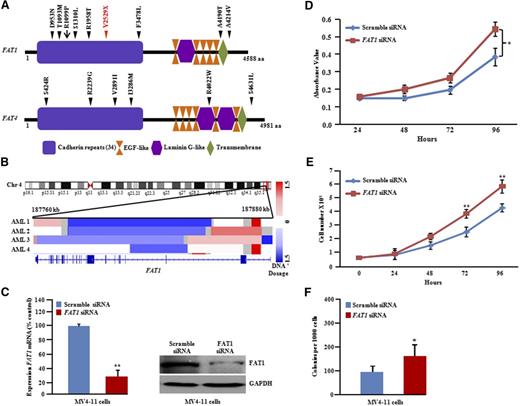 Figure 7. FAT1 and FAT4 somatic mutations in FLT3-ITD AML at DX and REL. (A) Schematic of FAT1 and FAT4 genes with the locations of alterations. Black or red triangles show either missense or stop-gain, respectively. Red arrow represents missense mutation present in AML TCGA data set. Conserved domains are displayed by using UniProt (http://www.uniprot.org/). (B) IGV (http://www.broadinstitute.org/igv) heat map of 4q35.2 shows deletional peak with FAT1 deletion culled from 200 AML patients (TCGA consortium; http://cancergenome.nih.gov). (C) Real-time and protein blot display knockdown of FAT1 in MV4-11 cells. Quantitative PCR data represent means ± SD; n = 3. **P ≤ .01. (D) Cell growth showed increased proliferation with FAT1 knockdown in MV4-11 cells (3-(4,5-dimethyl-2-thiazolyl)-2,5-diphenyl-2H-tetrazolium bromide assay; quadruplicate experiments). Data represent means ± SD. *P ≤ .05. (E) Cell counting assay: 0.5 × 105 cells were plated in 6-well plates in quadruplets, and cell proliferation was measured by counting cells over a 5-day period. Results are shown as means ± SD; n = 4. (F) Methylcellulose colony assay of MV4-11 cells transfected with either scramble control or FAT1 siRNA. Data represent means ± SD; n = 3. *P ≤ .05.