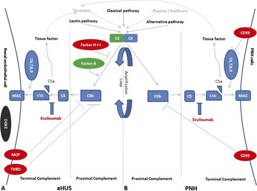 Figure 1. Model of complement dysregulation in aHUS (A) and PNH (B). Initiators of the complement cascade (classical, alternative, and lectin pathway, as well as thrombin and plasmin/kallikrein) lead to C3 activation and C3 convertase formation, which is augmented the amplification loop (proximal complement). Consequently, membrane attack complexes (MAC) are formed on the membrane of target cells (terminal complement), leading to complement-mediated death. Production of C5a results in tissue factor and thrombin activation in a positive feedback loop. Complement dysregulation results from loss-of-function mutations in regulatory factors (Factor H, I, and THBD/thrombomodulin in aHUS and CD55, CD59 in PNH) shown in red, gain-of-function mutations (C3 and Factor B in aHUS) shown in green, and DGKE mutations in aHUS shown in gray, indicating the unknown effect on complement cascade. Eculizumab effectively inhibits terminal complement activation in both disorders by blocking the cleavage of C5 to C5a and C5b.