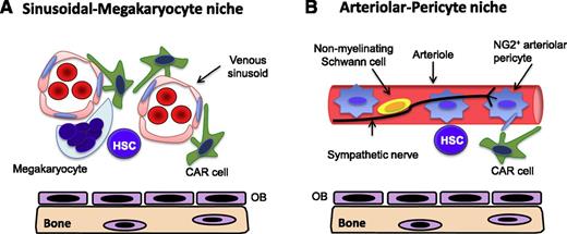 Figure 1. Stem cell niches in the bone marrow. Current data support 2 niches in the bone marrow. (A) Sinusoidal-megakaryocyte niche. The sinusoidal-megakaryocyte niche contains sinusoidal endothelial cells, megakaryocytes, and CAR cells. (B) Arteriolar-pericyte niche. The arteriolar niche includes arteriolar endothelial cells, NG2+ arteriolar pericytes, CAR cells, sympathetic nerves, and nonmyelinating Schwann cells. (A-B) A subset of HSCs localize near the endosteum, placing osteoblast lineage cells (OB) in these niches.