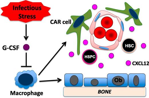 Figure 2. Model of G-CSF–induced HSPC mobilization. Under basal conditions, monocytic cells in the bone marrow (here shown as macrophages) provide signals that help maintain CXCL12 expression from multiple mesenchymal stromal cell populations, including osteoblasts (Ob) and CAR cells. In response to infection, systemic levels of G-CSF are often increased. G-CSF signaling in monocytic cells leads to a loss of macrophages in the bone marrow. This, in turn, results in reduced CXCL12 expression from mesenchymal stromal cells and HSPC mobilization.