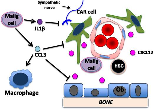 Figure 3. Malignant cells alter the HSC niche. Malignant (Malig) cells secrete factors including CCL3 and IL1β that, directly or through monocytic cells (here shown as macrophages) or sympathetic nerves, respectively, target multiple stromal cell populations implicated in the HSC niche, including CAR cells and osteoblasts (Ob). This results in decreased stromal cell CXCL12 expression and potentially other changes, which in turn, increase niche support of malignant cells over normal HSCs.