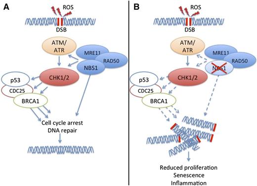 Nbs1 controls macrophage functions. (A) ROS induce DSBs, which trigger DDR involving checkpoint kinases ATM, ATR, CHK1, CHK2, and other checkproteins such as p53, CDC25, and BRCA1. A complex of NBS1, MRE11, and RAD50 facilitates DDR. (B) A deficit of NBS1 impairs DDR, resulting in accumulation of DSBs and subsequent deficit of macrophage proliferation, accelerated macrophage senescence, and excessive secretion of inflammatory cytokines.