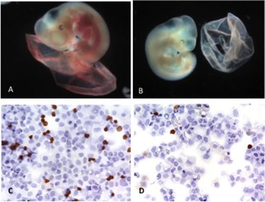 Figure 1. (A) Wildtype and (B) Scl/Lyl dko yolk sacs & embryos at e11.5. / Benzidine stains of (C) wildtype & (D) Scl/Lyl dko yolk sacs at e11.5.