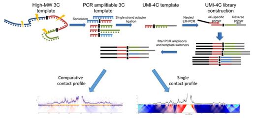 Figure 1. A scheme of the UMI-4C methodology and a snapshot of the GATA1 locus in CMK megakaryocytic-eryhthroid and K562 erythroid leukemia cells.