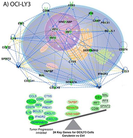 Figure 1. Key significant gene analysis ofFASN inhibition inDLBCL cells. Cerulenin treatment in ABC OCI-LY3 shows (A) downregulation of growth promoting cytokines and growth factors and favorable tumor biology with predicted inhibition of tumor progression. In the GC derived SUDHL10 cells, (B) cerulenin resulted in activation of genes associated with oxidative stress response and PI3K associated mitochondrial genes with adverse tumor biology predicting tumor progression in GC DLBCL.