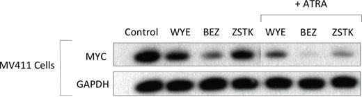 Figure 2. Reduced expression of MYC protein by inhibition of the PI3K/AKT/mTORC pathways. Immunoblotting/quantification of MYC protein levels in MV4-11 cells following treatment with combinations of WYE (1µM), BEZ (1µM), ZSTK (2.5µM) and ATRA (0.1 µM).