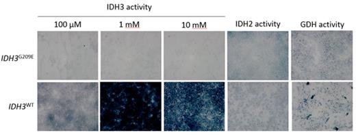 Figure 1. Germline IDH3G209E mutation decreases maximal IDH3 activity, but not maximal IDH2 or GDH activity.