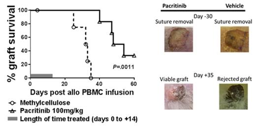 Figure 2. Decreased human skin graft rejection with JAK2 inhibitor, pacritinib