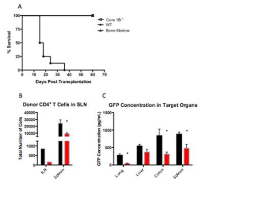 Figure 1. (A) Kaplan Meier curve comparing B6D2 recipients of Coronin 1B-/- T cells and wild type (WT) T Cells. (B) Decreased accumulation of Coronin 1B-/- T Cells 4 Days after transplant. For panels (B) and (C) black bars indicate recipients of WT T cells while red bars indicate recipients of Coronin 1B-/- T cells. Inguinal lymph nodes (ILN) were pooled from n=5 mice from each group. Spleens were analyzed individually. GFP expressing donor cells were analyzed by flow cytometry. Representative image of two experiments. (C) Coronin 1B-/- T cells express decreased accumulation in the lung, colon and spleen 14 days after transplant. Target organs were analyzed by GFP ELISA to detect GFP+ Donor Cells (n=5 in each group).