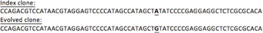 Figure 1. Evolution of related clones in the post-maintenance time point. Below are the sequences of two related clones, with one base difference bolded and underlined.