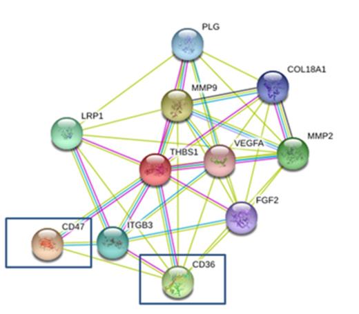 Figure 1. Association between THBS1 and other genes by gene to gene networking