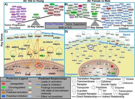 Figure 1. The impact of key genes on tumor biology and predicted progression in DLBCL. A) + B) Key genes illustrating the balance of tumor dynamics. C) + D) A network representation of the key genes.