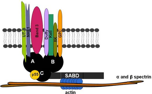 Figure 1. Proposed model of the 4.1R-multiprotein complex in human erythrocyte.