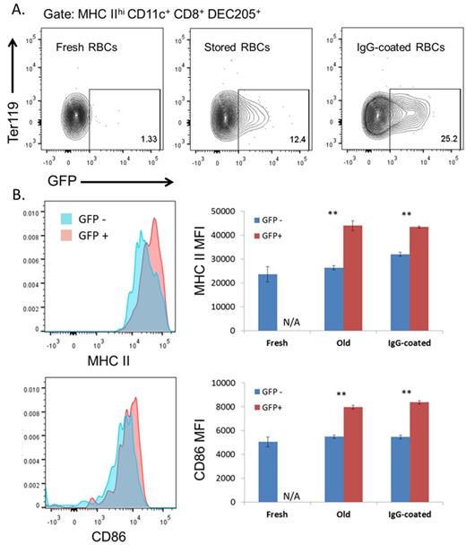 Figure 1. Uptake and activation of CD8+ DCs by transfused old and IgG coated RBCs. / A) Two hours after transfusion of GFP+ fresh, stored and IgG-coated RBCs, spleens were dissociated and APC subsets analyzed using flow cytometry. Representative contour plots show the internalization of GFP+ RBCs by the CD8+ DC population. / B) CD8+ DCs with ingested GFP+ RBCs show increased expression of activation markers. Shown on the left are representative histograms depicting the shift in MHC II (top) and CD86 (bottom) expression in GFP+ (red) compared to GFP- (blue) CD8+ DCs. Shown on the right are the MHC II (top) and CD86 (bottom) median fluorescence intensity (MFI) values (mean ± SEM, n = 4). ∗∗p < 0.01.