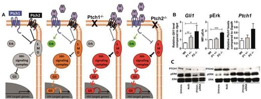 Figure 1. Diagram showing canonical and non-canonical HH signaling in Wt, Ptch1-/- and Ptch2-/- cells. Depletion of Ptch1 causes canonical pathway activation driving Gli1 transcription but lacks activation of Erk. In contrast, depletion of Ptch2 induces canonical Gli transcription and also directs HH ligands towards Ptch1 increasing non-canonical Erk phosphorylation. B BM cells of Wt, Ptch1+/- and Ptch2-/- mice were checked for Gli1 and Ptch1 expression via qPCR (transcript levels are shown relative to Hprt or Gapdh) and for Erk phosphorylation via flow cytometry (n≥3 each genotype, t-test). C Western Blot of 293T cells transfected with siRNA against Ptch1 or Ptch2 and blotted with antibodies against Ptch1, Ptch2, pErk and total Erk.