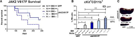 Figure 3. Kaplan-Meier survival of WT or Ptch2-/- C57BL/6 mice transplanted with JAK2V617F-GFP or empty-GFP transduced WT or Ptch2-/- C57BL/6 BM cells (n≥5 each group). B PB samples were analyzed for cKit+ CD11b+ myeloid blasts by flow cytometry. Bethesda criteria published 2002 claim 20% blasts as critical value between MPN and AML. C Representative image of the pronounced splenomegaly within the Ptch2-/- group.