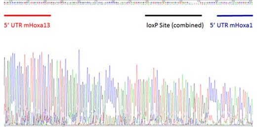 Figure 1. Deletion of Hoxa cluster validated by Sanger sequencing. The chromatograph (A) and sequence obtained (B) from PCR products generated from primers used to detect Hoxa cluster deletion with retention of the 5' UTR and 3' UTR regions of the Hoxa13 and Hoxa1 genes respectively.