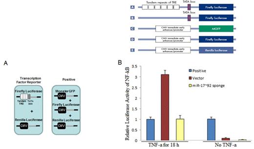 Figure 1. Inhibition of miR-17~92 blocks the activity of NF-kB in HER293T cells: (A) The schematic representation of reporter constructs involved in assay. (B) HEK293T cells were co-transfected with Dul-Luciferase reporter constructs and the miR-17~92 sponge plasmid. TNF-a stimulation or without stimulation for 18 h.