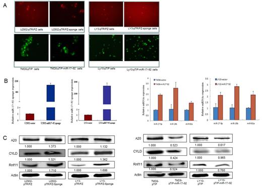 Figure 2. miR-17~92 directly regulates A20, CYLD and Rnf11 in ABC-DLBCL cells. (A) Fluorescence images of tranduced ABC-DLBCL cells. (B) Expression of sponge or miR-17~92 in tranduced ABC-DLBCL cells. (C) Inhibition of miR-17~92 increase the expression of A20, CYLD and Rnf11. Overexpression of miR-17~92 reduce the expression of A20, CYLD and Rnf11 in ABC-DLBCL cells.