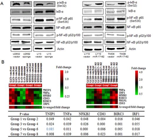 Figure 3. miR-17~92 modulate mediate NF-kB activity in ABC-DLBCL. (A) Immunoblot analysis of IkB-a, NF-kB p65, NF-kB p100/p52 and their phosphorylation. (B) Heat-map display of quantitative real-time RT-PCR measurements of six independent NF-kB transcriptional targets show significantly lower expression in sponge expressing cells and higher expression in miR-17~92 expressing cells.