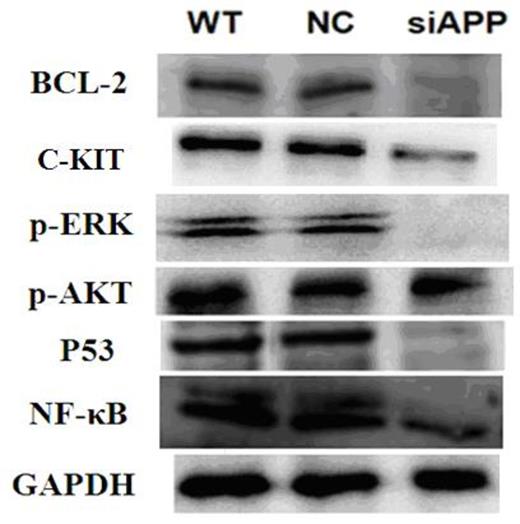 Figure 2. Western blot analysis of the expression of BCL-2, C-KIT, p-ERK, p-AKT, P53 and NF-κB with different APP expression.