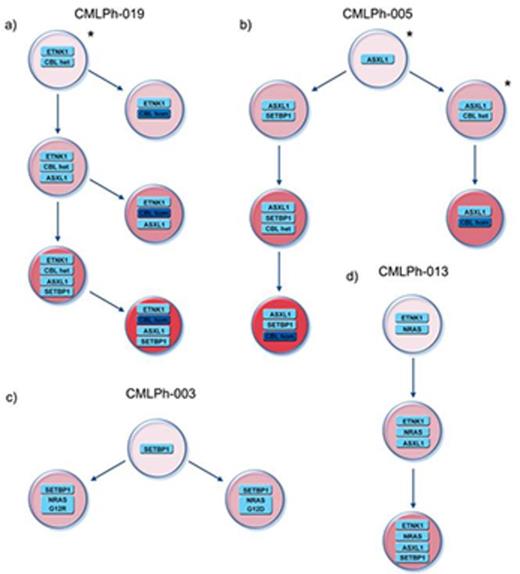 Figure 1. Clonal analysis of four aCML cases. The asterisks indicate hypothetical clones.