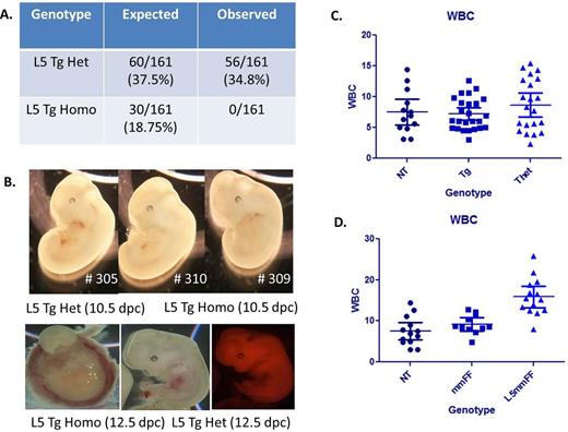 Figure 1. Phenotype of CblY371H Transgenic Mice A and B. Embryonic lethality of Cbl transgenic mice. The embryos look normal on day 10 of development but by day 12.5, no homozygous embryos are found. C and D. There is significant leukocytosis when the CblY371H transgene is combined with inactivation of the endogenous gene only in hematopoietic stem cells using the MMTV Cre.