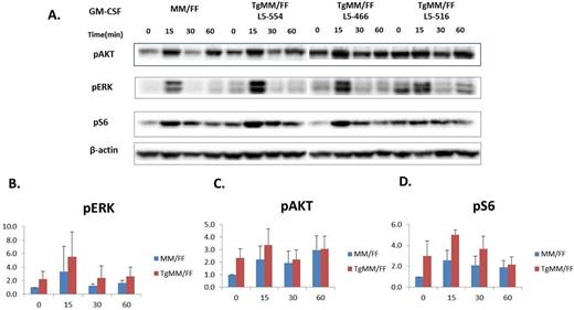 Figure 2. GM-CSF Hypersensitivity of Bone Marrow Cells from Triple Transgenic Mice A. Western Blot of bone marrow cells stimulated with GM-CSF. Panel A shows time course after stimulation of bone marrow cells from conditional Cbl mice (Cblfl/fl) that have the endogenous Cbl gene deleted using the MMTV-Cre transgene. B-D. Quantitation of several blots showing GM-CSF hypersensitivity. When normalized to the nontransgenic mice at time point zero, there is increased activity of downstream signaling pathways with and without GM-CSF.