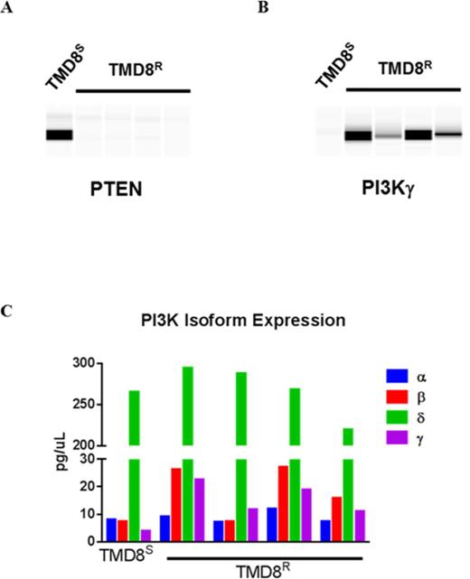 Figure 1. Profiling of TMD8R Cells Reveal Increased PI3Kγ and PTEN loss. (A) Decreased expression of PTEN (9 fold) in TMD8R clones as compared to TMD8S (B) Overexpression of PI3Kγ (3-5 fold) in TMD8R clones as compared to TMD8S (C) PI3Kδ isoform is the highest expressed isoform in both TMD8S and TMD8R clones.